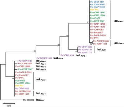 Allelic variation in the indoleacetic acid-lysine synthase gene of the bacterial pathogen Pseudomonas savastanoi and its role in auxin production